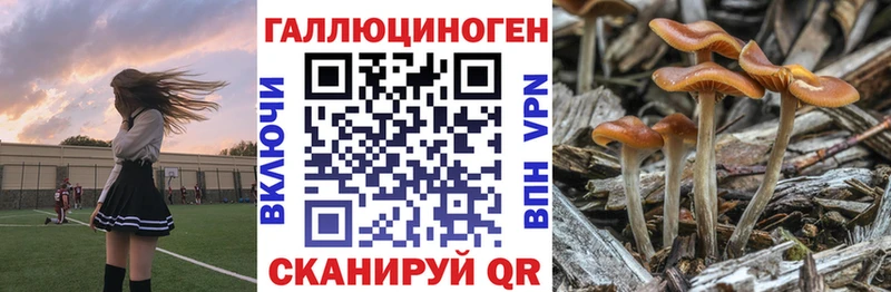 купить  цена  Апшеронск  Галлюциногенные грибы GOLDEN TEACHER 